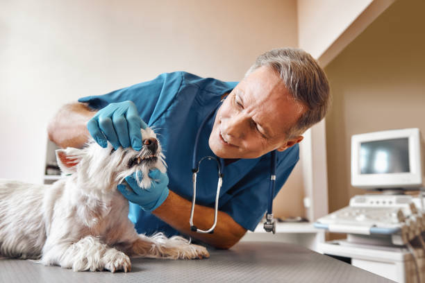Best Dentist for Tooth Abscess  in Campbell, OH